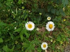Erigeron veracruzensis