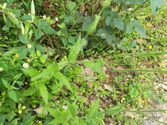 Erigeron veracruzensis