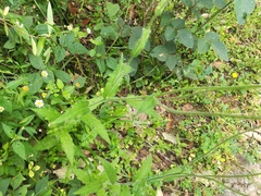 Erigeron veracruzensis