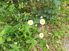 Erigeron veracruzensis