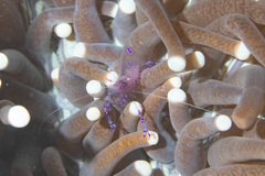 Ancylomenes sarasvati