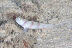 Amblyeleotris steinitzi