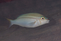 Bald-Spot Monocle Bream photo 5