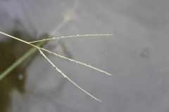 Digitaria longiflora