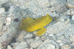 Cryptocentrus cinctus