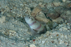 Amblyeleotris steinitzi