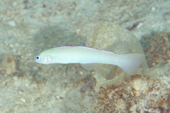 Ptereleotris microlepis