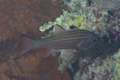 Cheilodipterus alleni