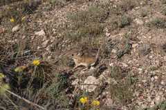 Peromyscus eremicus phaeurus