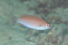 Cirrhilabrus beauperryi