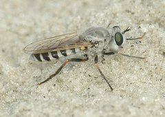 Laphystia litoralis