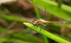 Erythrodiplax basalis