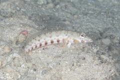 Parapercis clathrata