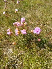 Armeria maritima maritima