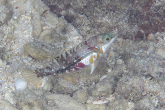 Halichoeres nebulosus