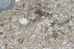 Fusigobius melacron