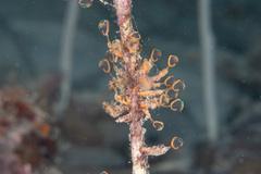 Clavelina detorta