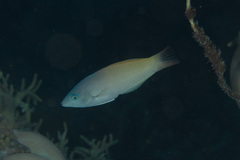 Halichoeres prosopeion