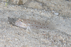 Istigobius decoratus