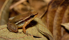 Anomaloglossus baeobatrachus