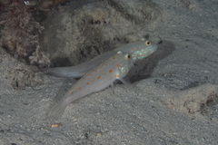 Valenciennea puellaris