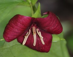 Trillium vaseyi
