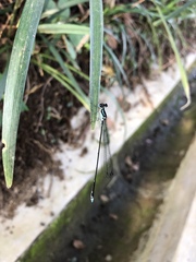 Coeliccia membranipes