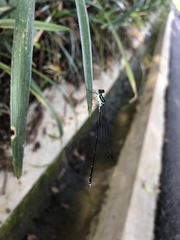 Coeliccia membranipes