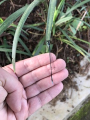 Coeliccia membranipes