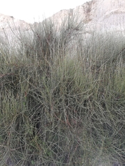Ephedra americana