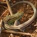 Prairie Racerunner - Photo (c) Jack Goldfarb, some rights reserved (CC BY-NC-SA)