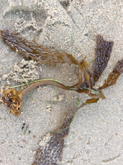 Eisenia arborea