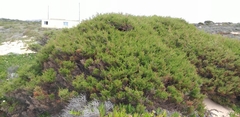 Juniperus phoenicea