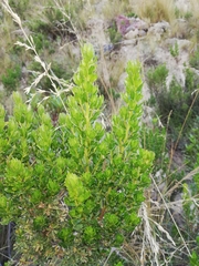 Baccharis tola