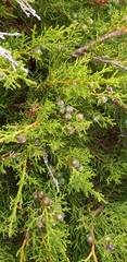 Juniperus phoenicea