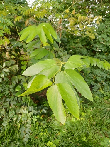 Image of Bauhinia forficata by (c) Agustina Medina, some rights reserved (CC BY)
