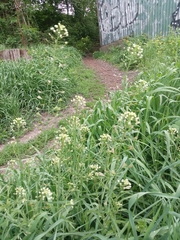 Capsella bursa-pastoris
