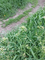 Capsella bursa-pastoris