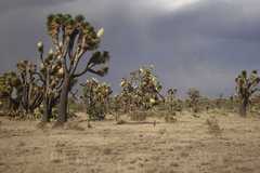 Yucca decipiens