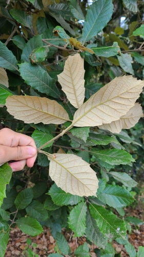 Quercus purulhana