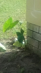 Colocasia esculenta image