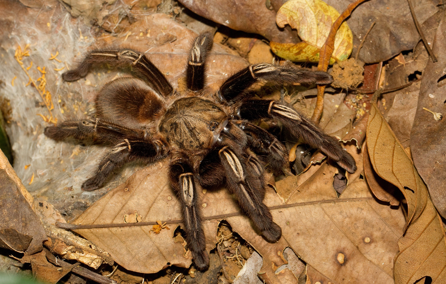 Yellow-kneed Skeleton Tarantula
