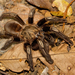Yellow-kneed Skeleton Tarantula - Photo (c) Paul Cools, some rights reserved (CC BY-NC), uploaded by Paul Cools
