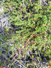 Galium nuttallii nuttallii