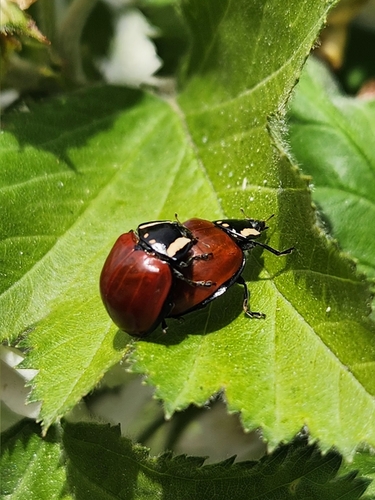 LeConte's Giant Lady Beetle