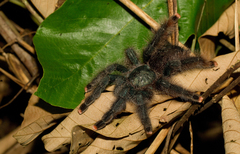 Avicularia avicularia