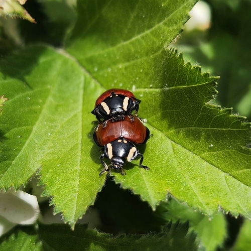 LeConte's Giant Lady Beetle