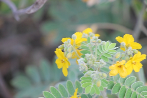 Lindheimer's Senna (Senna lindheimeriana)