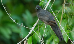 Trogon violaceus