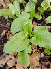 Cicerbita macrophylla uralensis